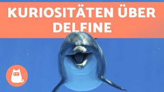 Delfine  10 wissenschaftliche Fakten [upl. by Lisandra909]