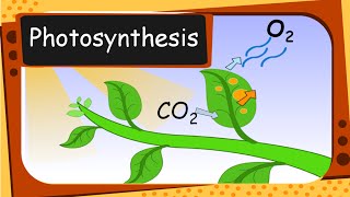 Science  Plants food and Photosynthesis  English [upl. by Brita]