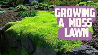 How to Grow a Moss Lawn  LowMaintenance Grass Alternative  Growing Moss Lawn [upl. by Nixon]