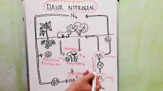 Daur Nitrogen  Daur Biogeokimia  Ekologi  Biologi X [upl. by Faustine]