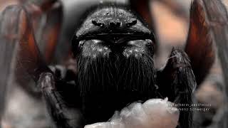 the black laceweaver Amaurobius ferox 4K portrait shots [upl. by Magdaia]