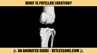 WHAT IS PATELLAR LUXATION [upl. by Adnwahsal543]