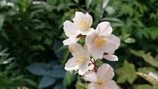 Most fragrant plants of my British garden Philadelphus the Mock Orange care and cultivation in UK [upl. by Elah761]