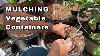 Mulching in Vegetable Container Gardens  Why Mulching is so IMPORTANT [upl. by Savick]