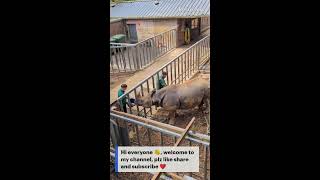 Zoo Keepers Applying Ointment On Rhino [upl. by Quillon]