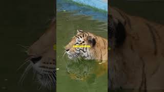 5 Crazy Facts About Tigers You Wont Believe [upl. by Idnir8]