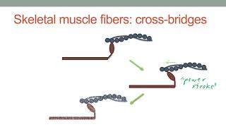 Muscle Micro Anatomy and Physiology [upl. by Eneliak526]