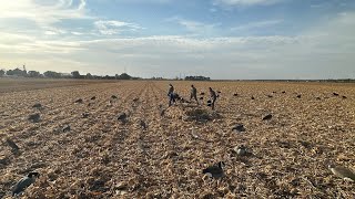 CRAZY MN GOOSE FEED Hunting geese in fresh cut corn [upl. by Delcina442]