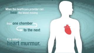 What is a Heart Murmur and How Does it Relate to Valve Problems [upl. by Lyda392]