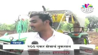 Unseaonal rains destroy flower farms in Pandharpur [upl. by Roscoe]