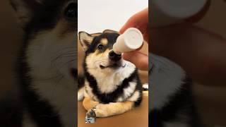 Manyu immersive treatment spa asmr viral comedy babyanimal funny puppy babypet fact bts [upl. by Ahsenauq622]