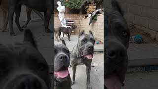 canecorso bubble party dogtraining [upl. by Aneeroc]