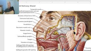 Anatomy of head and neck module in Arabic 30 Parotid gland part 1  by Dr Wahdan [upl. by Gregoor839]