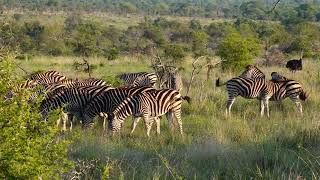 Kruger Trip November 2023  Day 9 11th November 2023 Tamboti to Timbavati and back [upl. by Mahau]