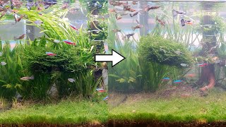 Be sure to plant tall aquatic plants in the back Green Day 12 [upl. by Ulla361]