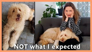 My GOLDENDOODLE PUPPY – NOT what I expected why I’m glad she’s now an adult  5 Unexpected Things [upl. by Rennoc]