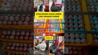 P13 Comment CRÉER VOTRE FERME Voici les stratégies pouletgoliath investiraupays agriculture [upl. by Eadie]