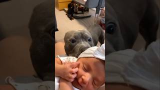 A dog’s journey of motherly love pets heartwarmingpets animallover animals dog [upl. by Pazice397]