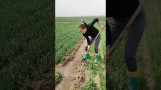 Turning water flow to irrigating crops field agriculture farming irrigation [upl. by Anatlus]