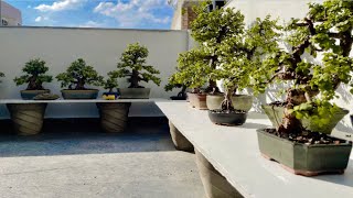 My Bonsai Tree Collections  Jade Plants  Grown Cuttings From Bonsai  Portulacaria Afra [upl. by Alexia943]