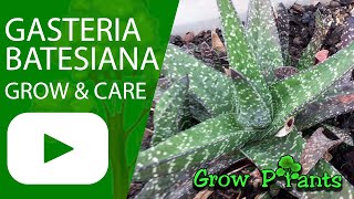 Gasteria batesiana  grow amp care can be indoor succulent [upl. by Htesil746]