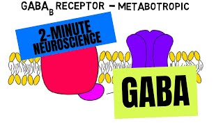 2Minute Neuroscience GABA [upl. by Akcinehs]