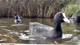 The Coots of Swanpool  One Hour Coot Bird Song and Sounds Relaxation Video [upl. by Derf915]