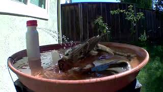 Golden Crowned Sparrow eating a bug and enjoying the bird bath [upl. by Keene152]