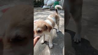 Tingumingu 🐾🐶 youtubeshorts view petlover [upl. by Lanette]