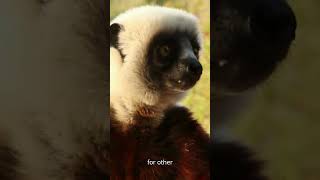 Amazing Lemur Facts Natures Night Vision Masters [upl. by Camilo748]