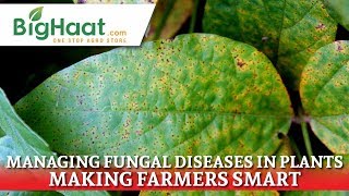 Effective Management of Fungal Diseases in Crops  BigHaat [upl. by Tammara979]