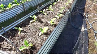 Raised Garden Bed gardening garden tobacco tobaccotalk tobaccofarming farming growyourown [upl. by Ladew]