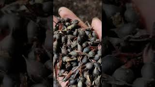 How to Grow Agarwood  Oud  Grow Alternative Crops amp Earn Profit  Agarwood Cultivation [upl. by Kele]