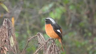 딱새Daurian redstart [upl. by Suiramed]