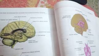 LATERAL VENTRICLES of BRAIN part 1body of ventricle [upl. by Tepper]