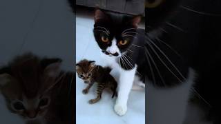 Mama Riska Vlog Diemin Rafisqy Nangis Untung ada Kucing Lucu [upl. by Ailecnarf447]