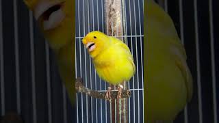 Canary Singing birds sounds 2024 at its best [upl. by Cleasta]