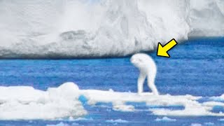 This Creature Was Discovered In Antarctica The Whole World Is Shocked By The Discovery [upl. by Ennail]