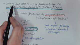 Biosynthesis of Cytokinin Plant Physiology [upl. by Yojenitsirk949]