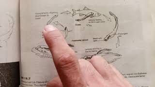 Life cycle of lampreys what do you know about lampreys [upl. by Casimire]