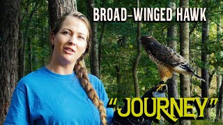 Journey the BroadWinged Hawk [upl. by Lahsiv]