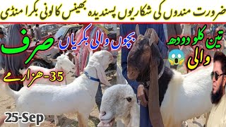 bhains colony Bakra mandi latest update 25Sep2024 ❤️🔥 Bakra mandi goat farm visit gulabikamori [upl. by Nylidnarb8]