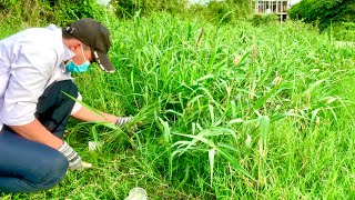 Sidewalk was Filled with Grass I try to Mowing by Simple Handmade Tools [upl. by Eltsirhc]