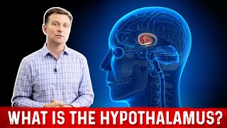 What is the Hypothalamus and its Function – Dr Berg [upl. by Elrae]