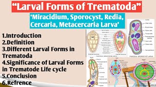 Larval Form of Trematoda  Miracidium Larva  Sporocyst  Redia  Cercaria Larva Metacercaria Larva [upl. by Nitsugua]