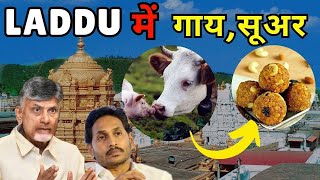 Alert PIG Beef Fish In Tirupati Laddu  Chandra Babu Naidu [upl. by Harragan]