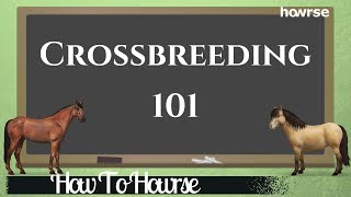 Crossbreeding 101 How To Howrse [upl. by Etak]