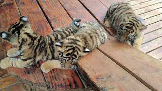 🐯🐯🐯WOW adorable baby tigercub tiger kitten foryou fpy cute kitty zoo adorable [upl. by Hnacogn]