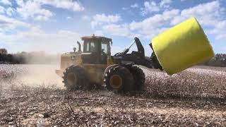 Picking Cotton in North Alabama [upl. by Pantia]