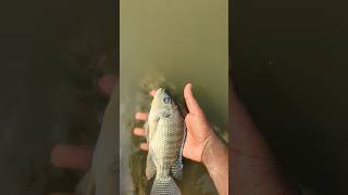 I helped 1 fish go home 🏠 Amazing tilapia fish 🐠 shorts animals fish [upl. by Sterner]